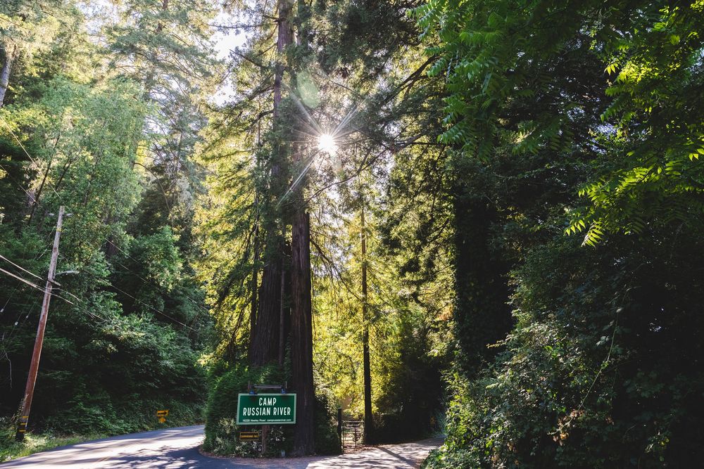 Sunlight filters through tall redwood trees along a winding forest path in a serene natural setting.