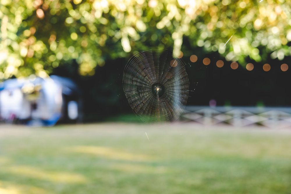 String lights illuminate an outdoor evening gathering under trees with a warm ambient glow.
