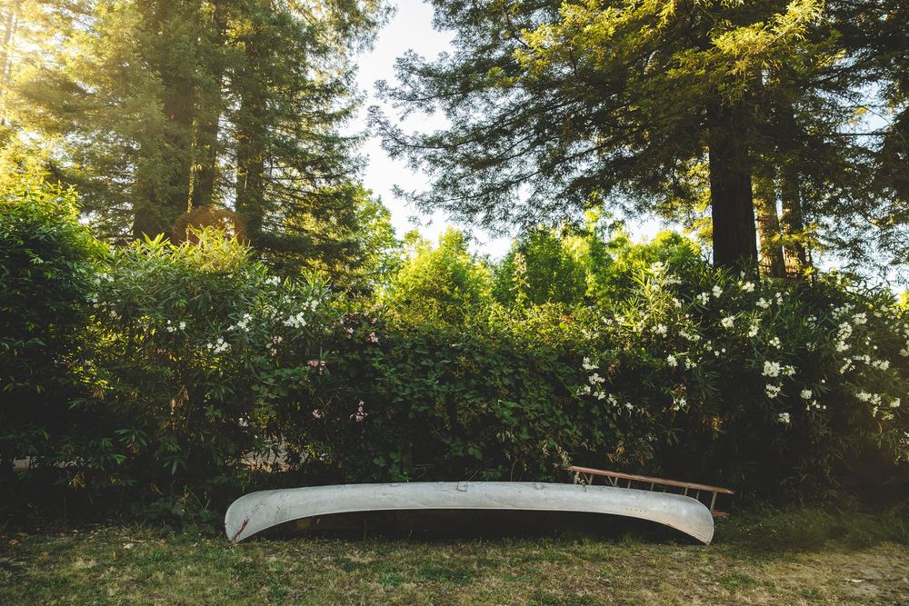 A panoramic view of tall evergreen trees in a forest with sunlight filtering through the branches at sunset.