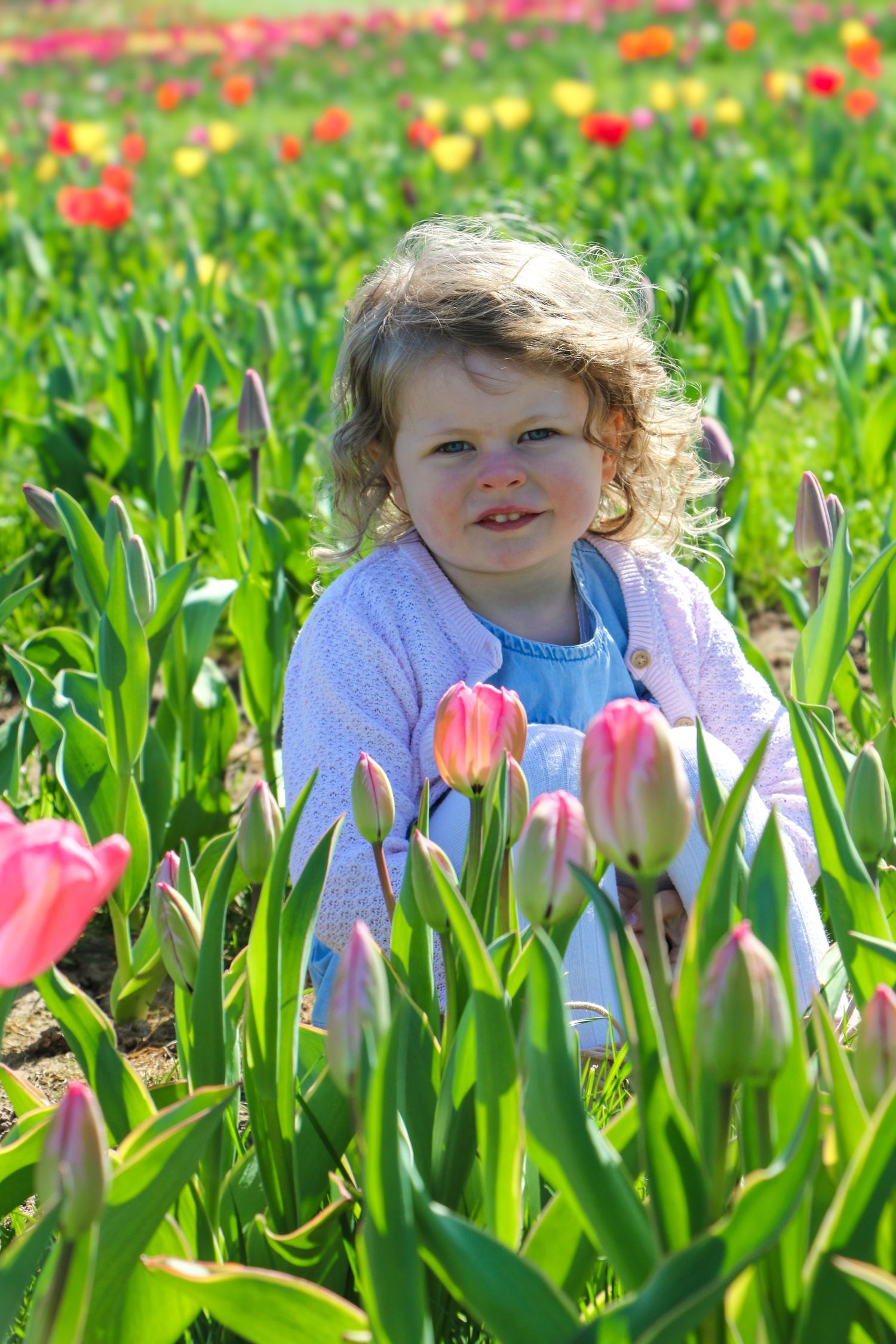 A child peeks through vibrant red and yellow tulips in a spring garden field.