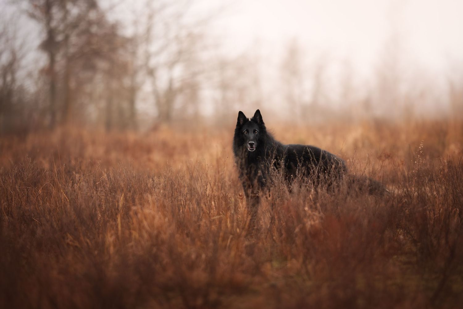 A black Belgian Sheepdog sits attentively on mossy rocks in a moody outdoor setting.