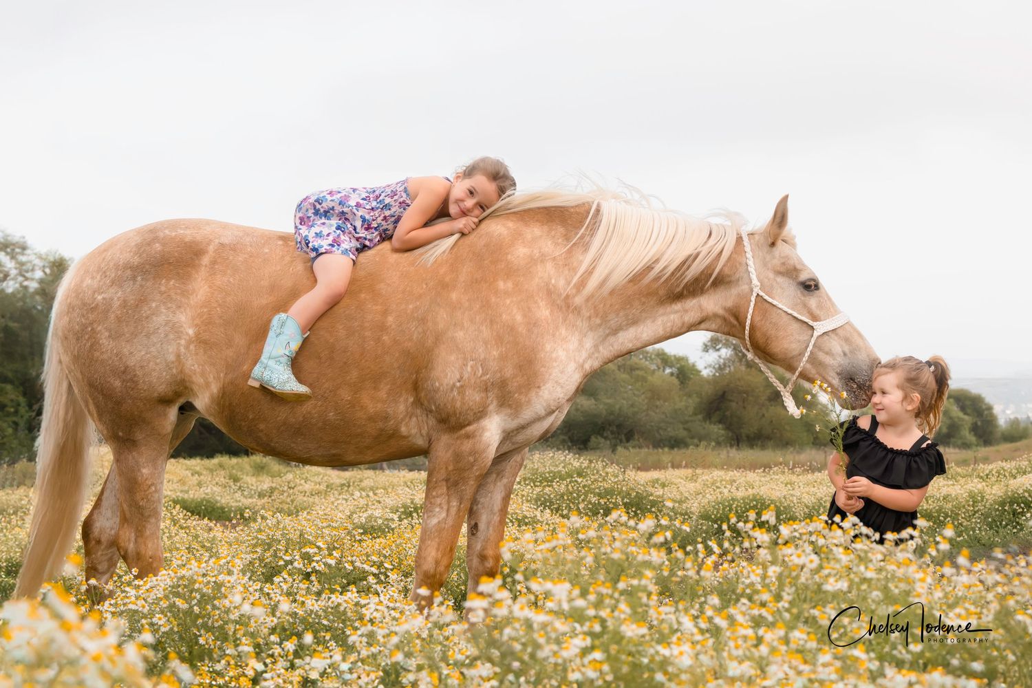 Horse standing in field before Sonoma County photography session