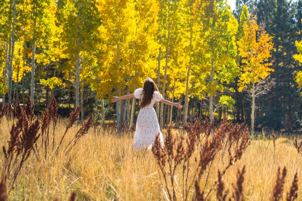 Autumn aspen trees with golden leaves line a meadow of tall grass.
