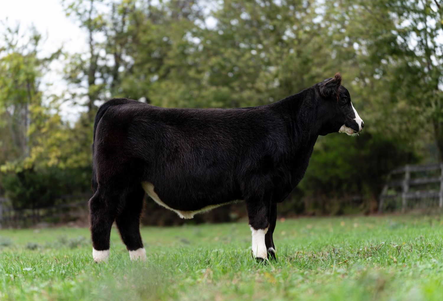 Black and white cow grazing in a green pasture with trees in the background on a sunny day.