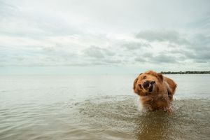 A golden retriever dog swimming and playing in the ocean water with a scenic seascape background.