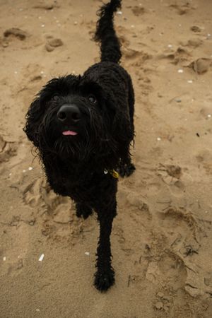 A black shaggy dog with a pink tongue stands on sandy ground, looking up at the camera.