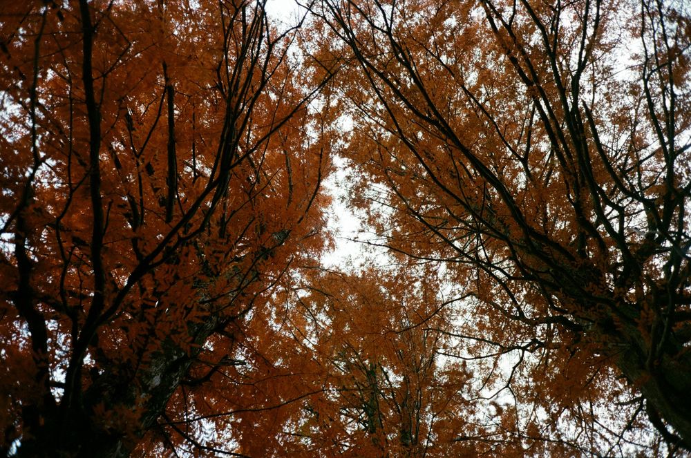 Autumn trees with orange and brown leaves against a bright sky create a scenic fall landscape.
