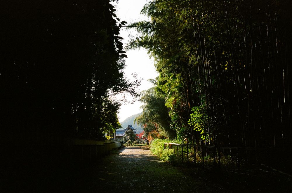 Tree-lined path along a waterfront with wooden docks and boats visible in the distance.