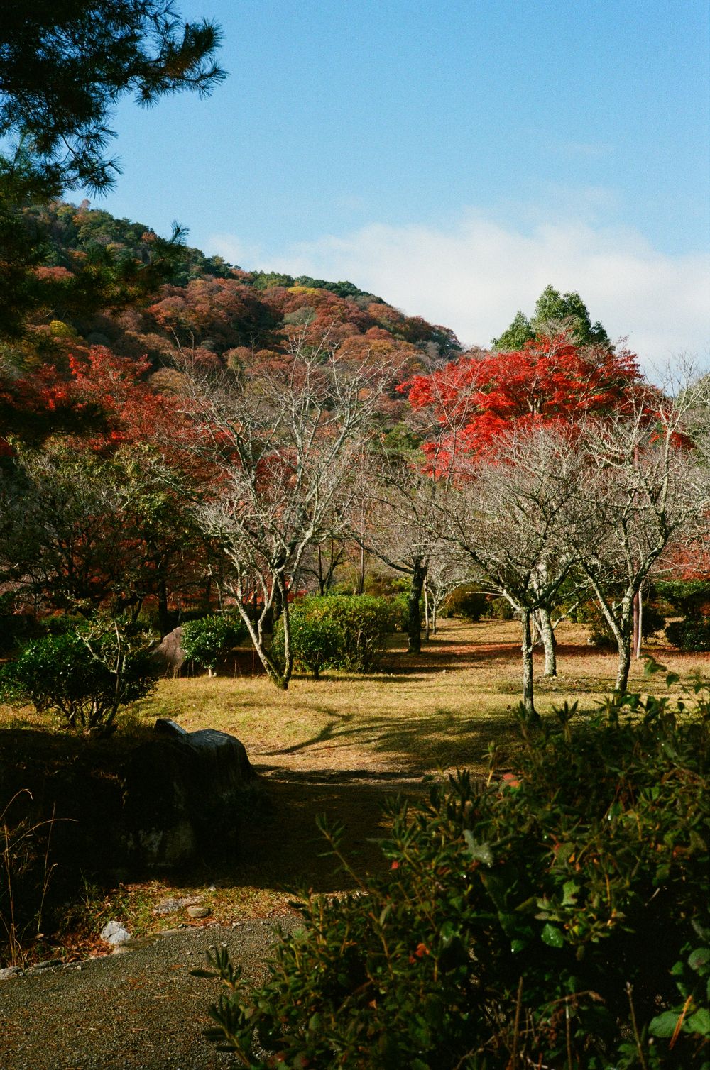 A scenic autumn path through bare trees and red maple foliage on a hillside with blue sky above.