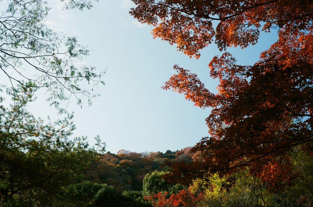 Autumn trees with vibrant orange and red foliage line a winding path through a tranquil forest landscape.
