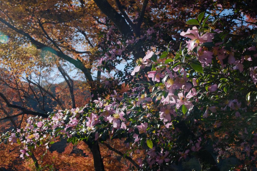 Pink magnolia blossoms bloom against a backdrop of autumn foliage and bare tree branches in a garden setting.