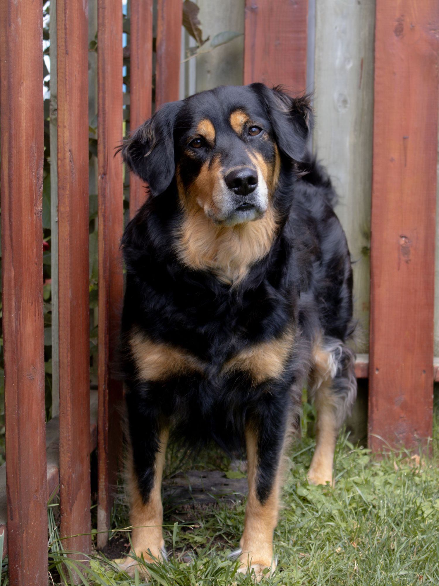 Three Bernese mountain dogs standing near a wooden fence in a backyard with grass.