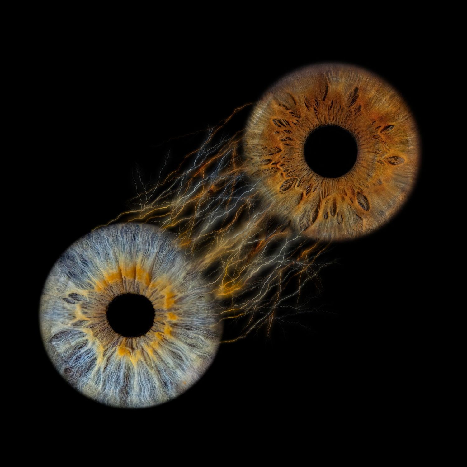 Progression sequence showing seven stages of a dandelion seed head transforming into floating airborne seeds against black background.