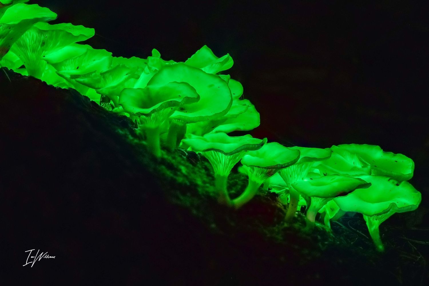 Ghost fungi, Bermagui