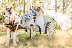 Bride and groom sitting in white horse-drawn carriage surrounded by sunlit pine forest.