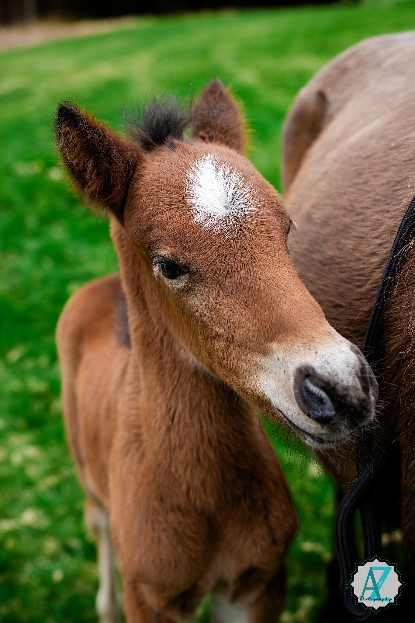 Close-up portrait of an adorable brown baby foal with a white star marking on its forehead against green grass background.