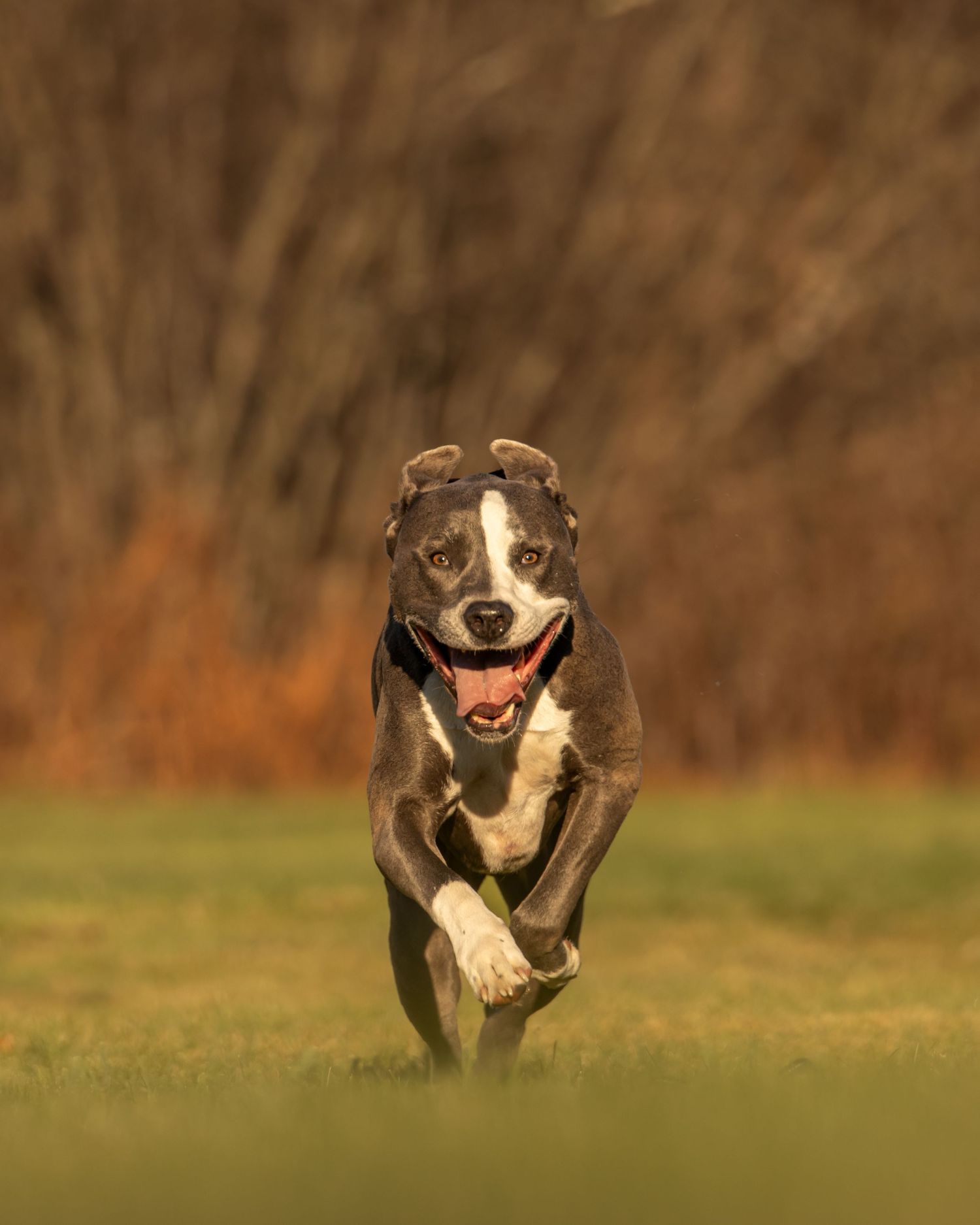 Playful pit bull running joyfully across a grassy field with an energetic smile on a warm autumn day.