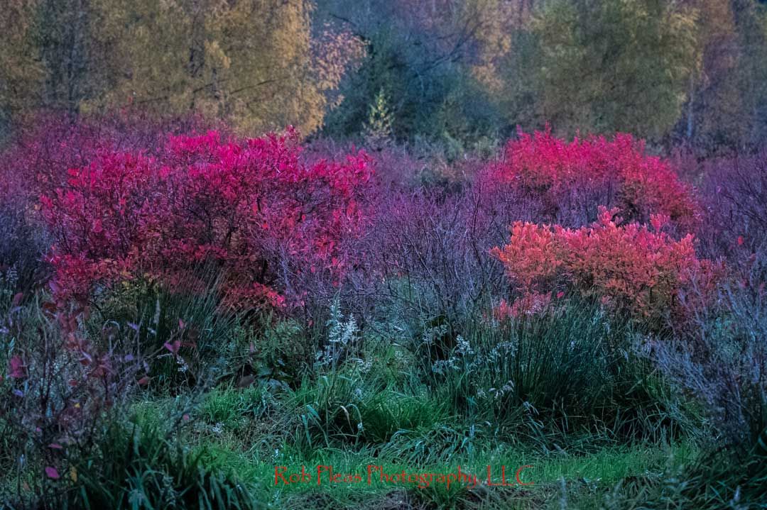 Bellevue Blueberry Farm in autumn.  Plants with vibrant colors.