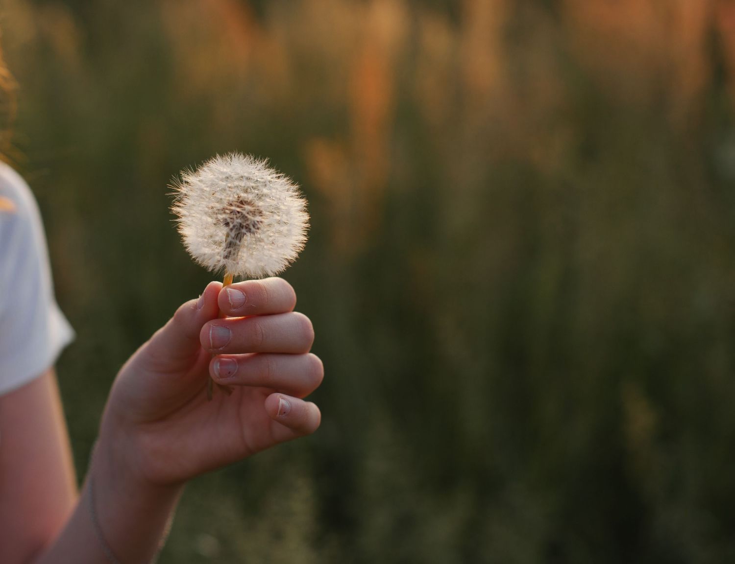 soffione, bambina con soffione in mano, sessione fotografa fotografo peschiera borromeo campo erba fiori fotografia