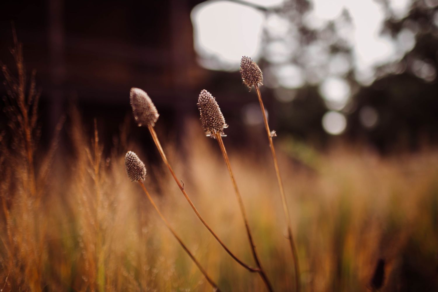 Creative nature photography in Southeast Texas capturing natural light