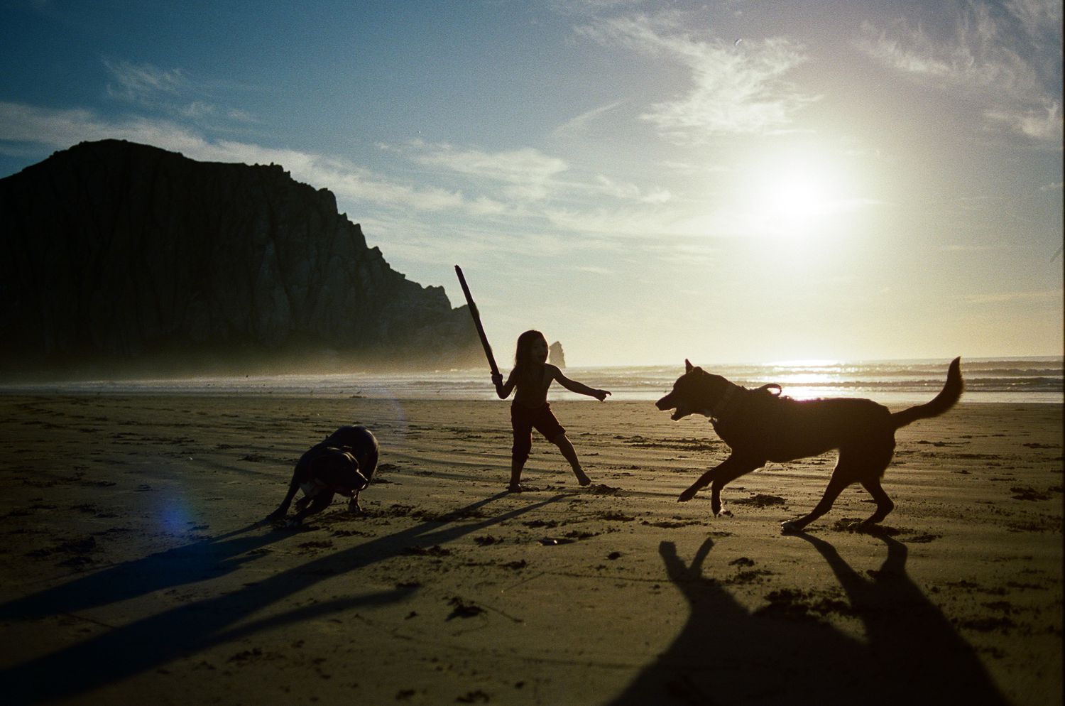Dog and figures play on a misty beach at sunset creating dynamic silhouettes against the bright sky.