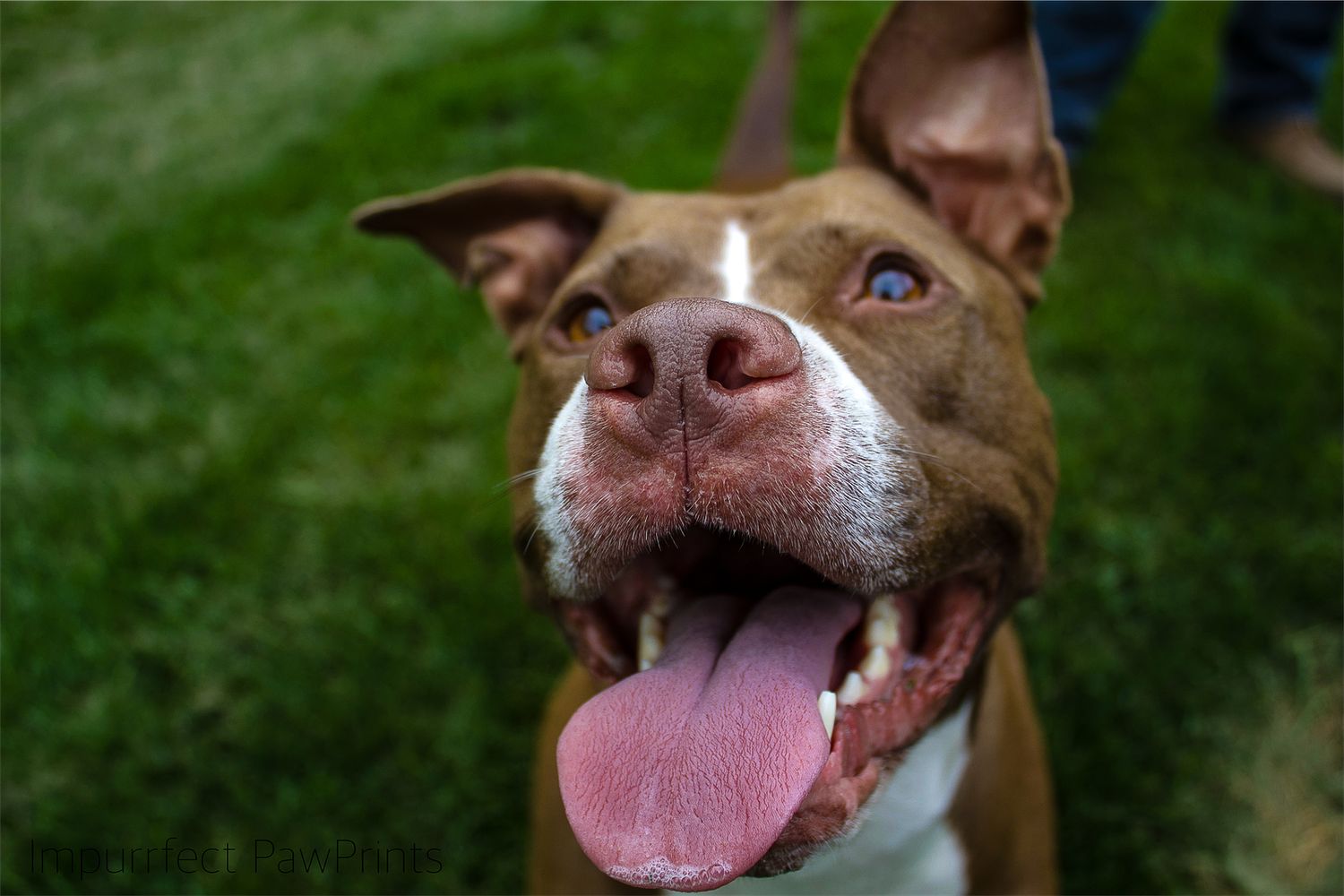 Happy brown and white pit bull dog with blue eyes and tongue out on grass.