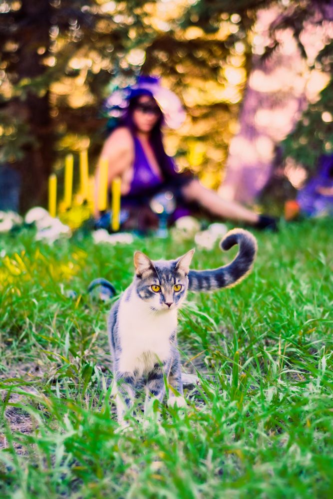 A grey and white cat sits in green grass with Halloween decorations in the background.
