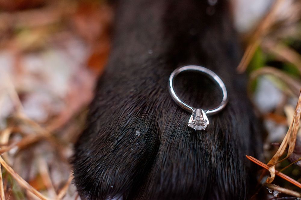 Diamond solitaire engagement ring displayed on a dark dog paw surrounded by pine needles.
