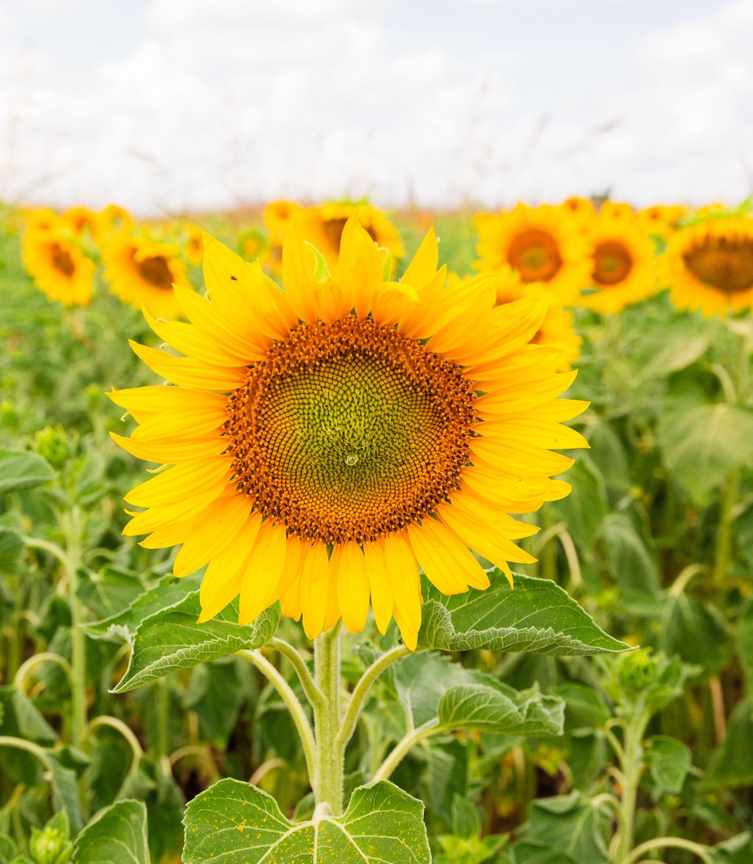 Bright yellow sunflower in full bloom stands tall in a vast sunflower field under a cloudy sky.