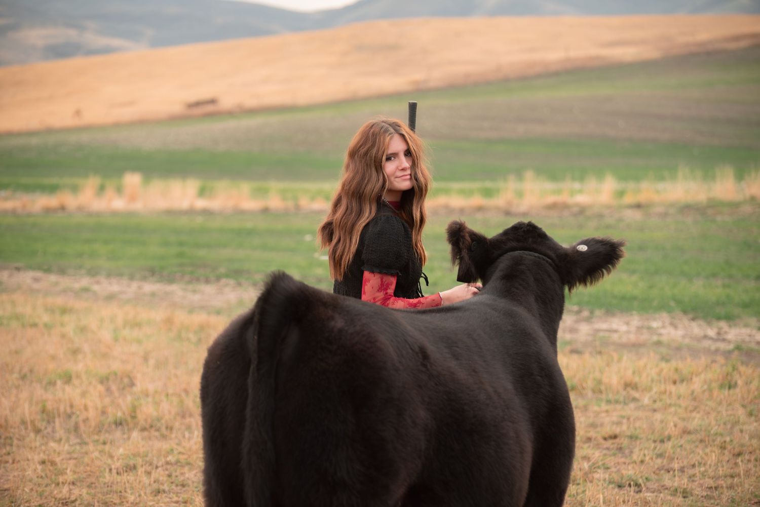 girl with show steer in livestock photos in Logan Utah