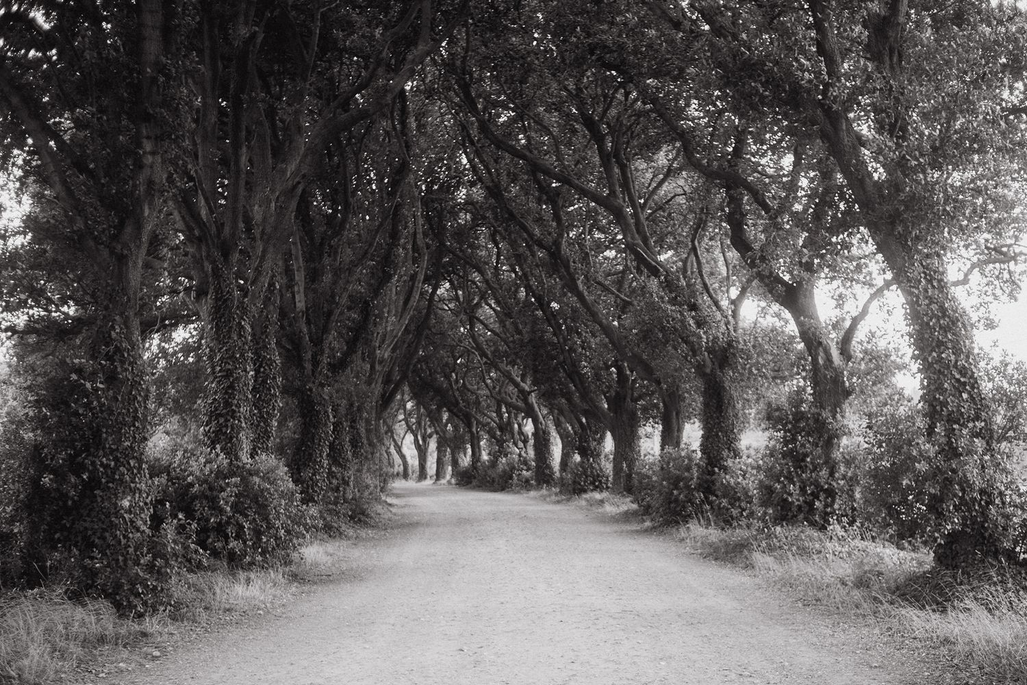 Black and white photo of a tree-lined dirt path forming a natural tunnel with gnarled branches overhead at Holkham Hall Estate.