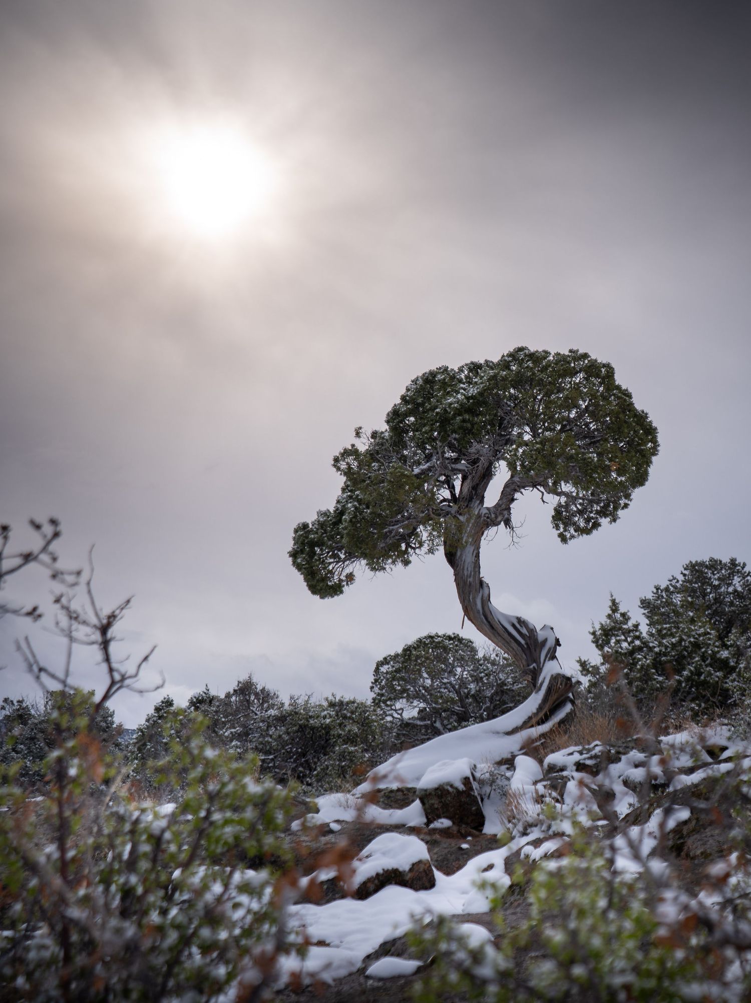 The sun rises behind a picturesque tree on a snowy morning in Black Canyon of the Gunnison National Park.