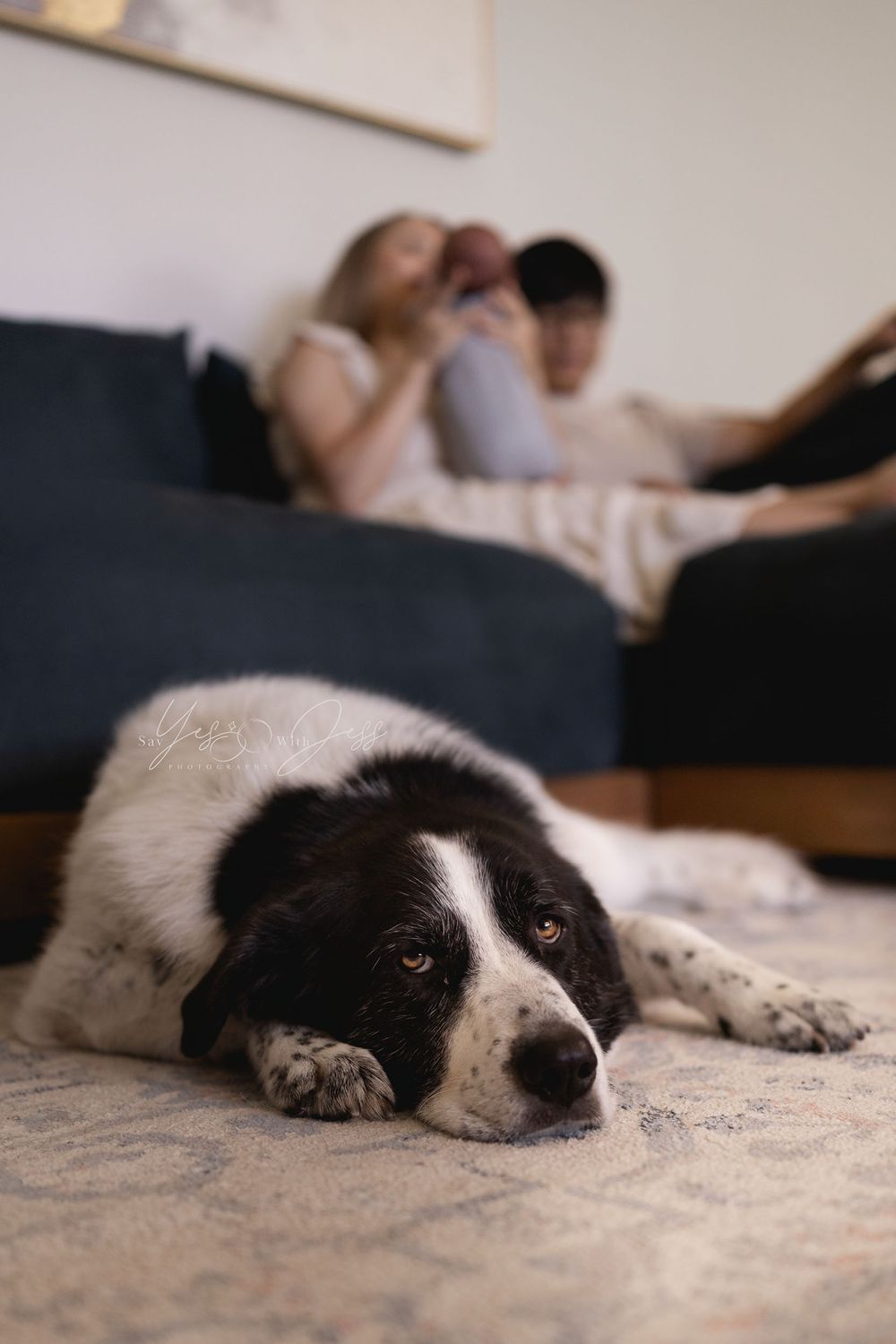 A black and white dog lays on a rug in-focus in the foreground, with a couple holding their newborn during an in-home lifestyle newborn sess