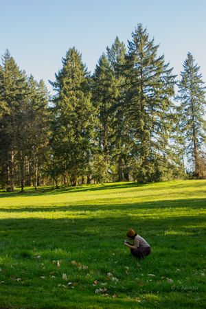 Person crouching on lush green grass in a sunny park with tall evergreen trees in the background.