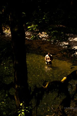 Person wading in a sunlit forest pool surrounded by lush dark trees and tropical vegetation.