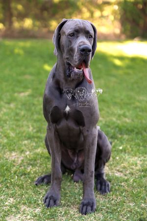 A majestic blue Great Dane sits on green grass with tongue out, showcasing its large muscular build and sleek gray coat.