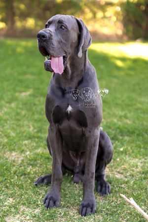 A large blue Great Dane dog sits on green grass with tongue out, looking regal and alert outdoors.