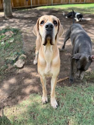 A large fawn Great Dane stands alert in a backyard while two other dogs play behind it on green grass.