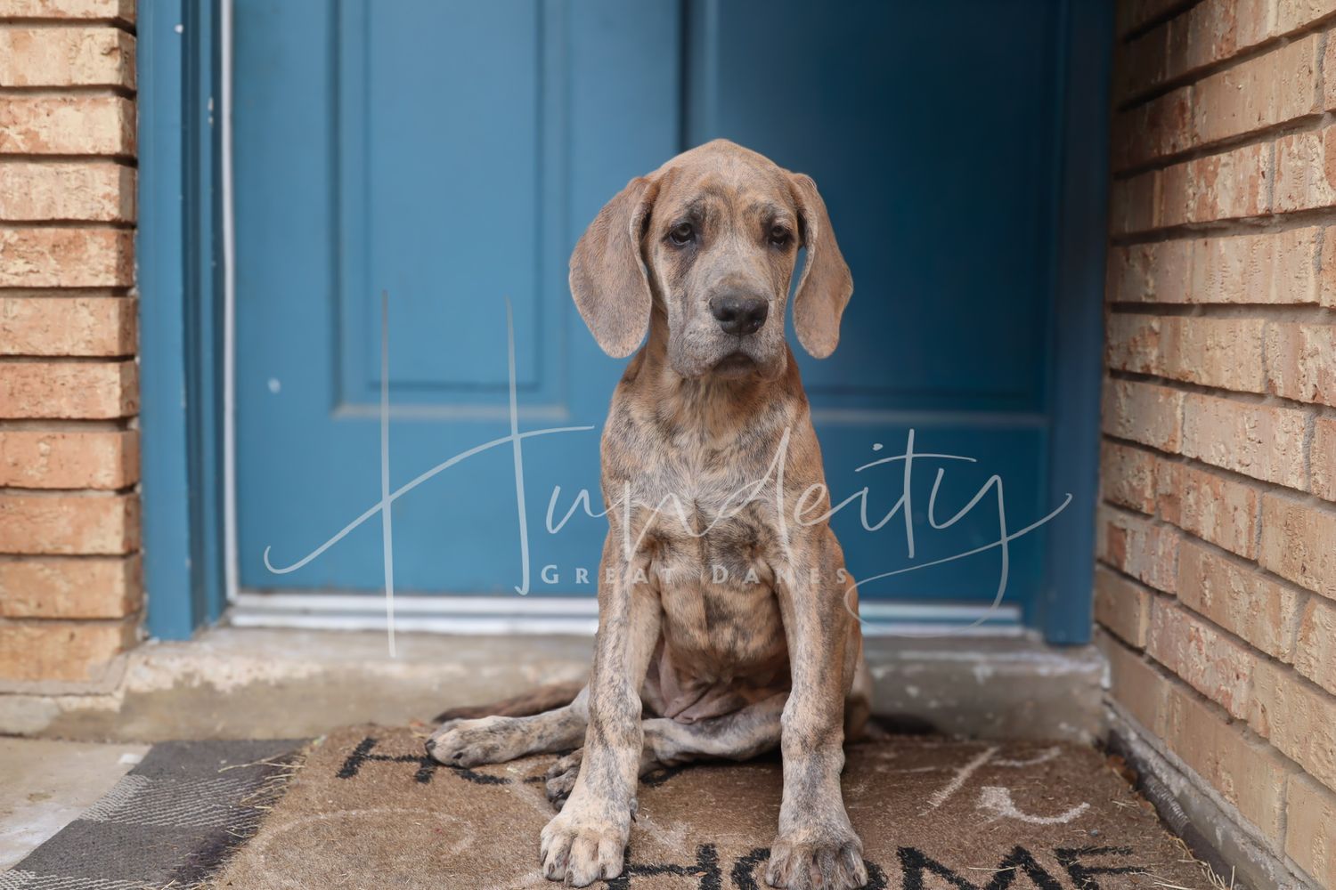 A muddy Weimaraner puppy sits on a welcome mat in front of a blue door on a brick home.