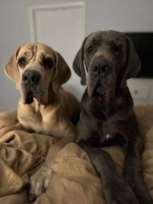 Two Great Dane dogs, one fawn and one blue, resting together on a beige blanket indoors.