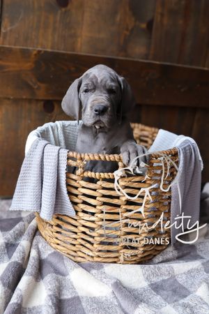 Blue Great Dane puppy sitting in a wicker basket with gray blankets against a rustic wood background.