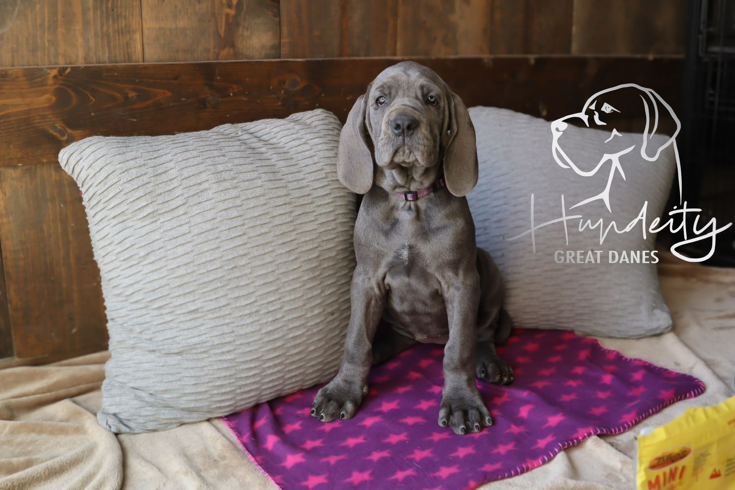 Blue Great Dane puppy sitting upright on a pink blanket between gray pillows, photographed by Humility Great Danes.