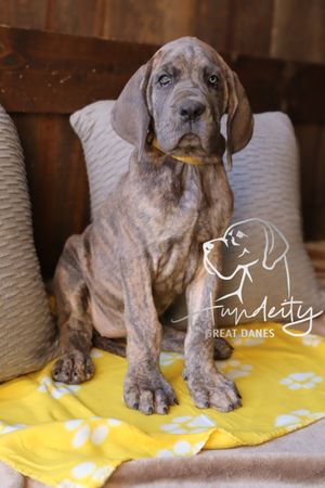 A brindle Great Dane puppy sits on a yellow blanket with paw prints, posed on a cushioned chair.