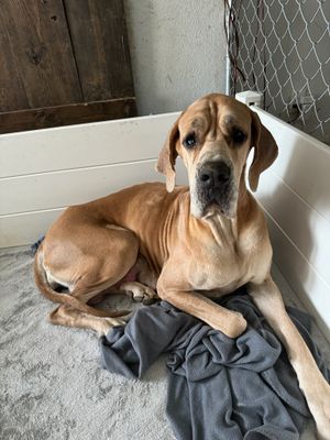 A large fawn Great Dane dog resting on a gray blanket inside a kennel enclosure.