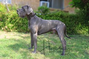 A majestic blue Great Dane dog standing proudly on green grass in a sunny outdoor setting.