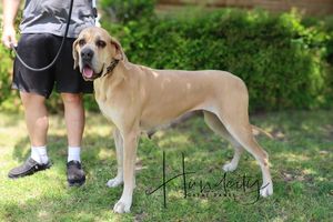 A large fawn Great Dane dog standing outdoors on green grass beside a person wearing black shorts and casual shoes.