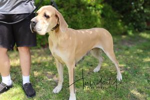 A large tan hound dog stands on green grass beside a person wearing black shorts and casual shoes outdoors.