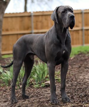 A majestic blue Great Dane dog standing tall outdoors on mulch with a wooden fence backdrop.