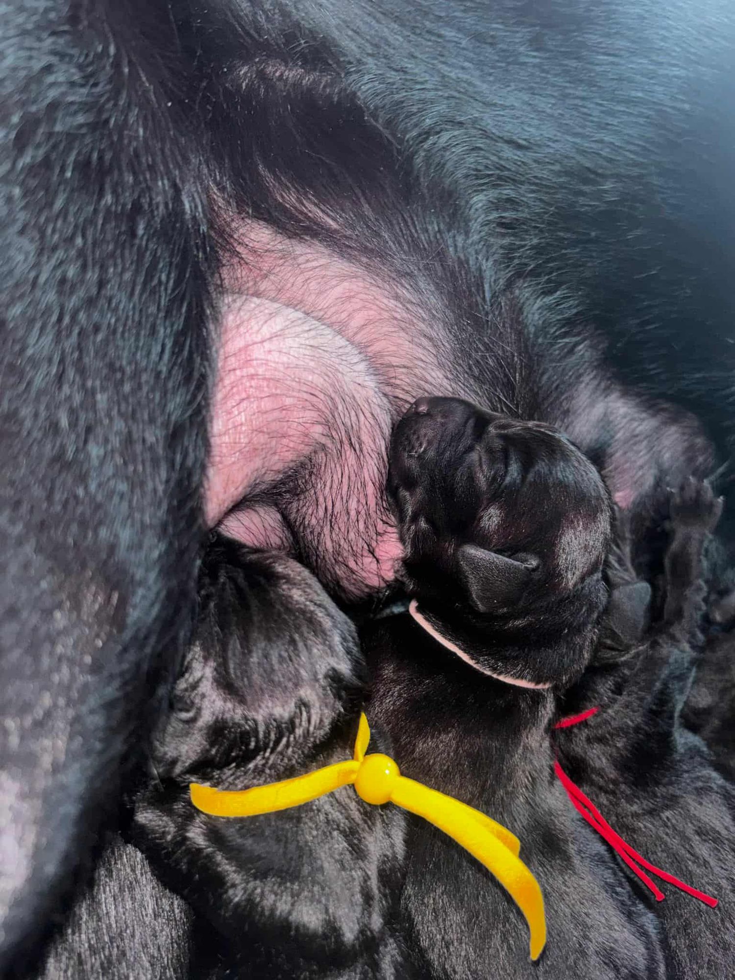 Close-up of black dog nose with yellow and red training markers attached.