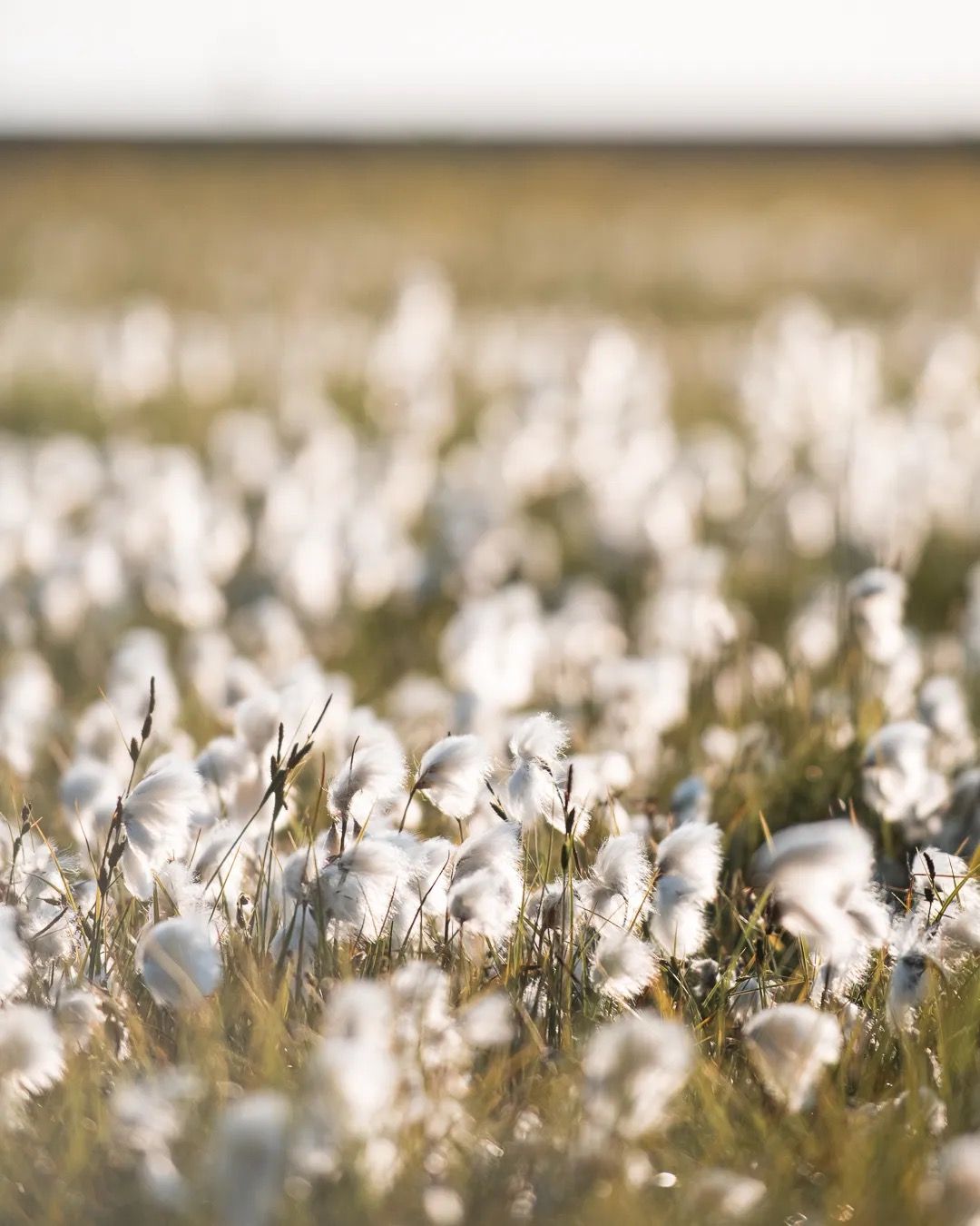 Field of white wildflowers blurred in warm afternoon sunlight.